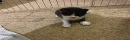 Mixed Breed cats for sale: Kittens for sale  - Advert 2