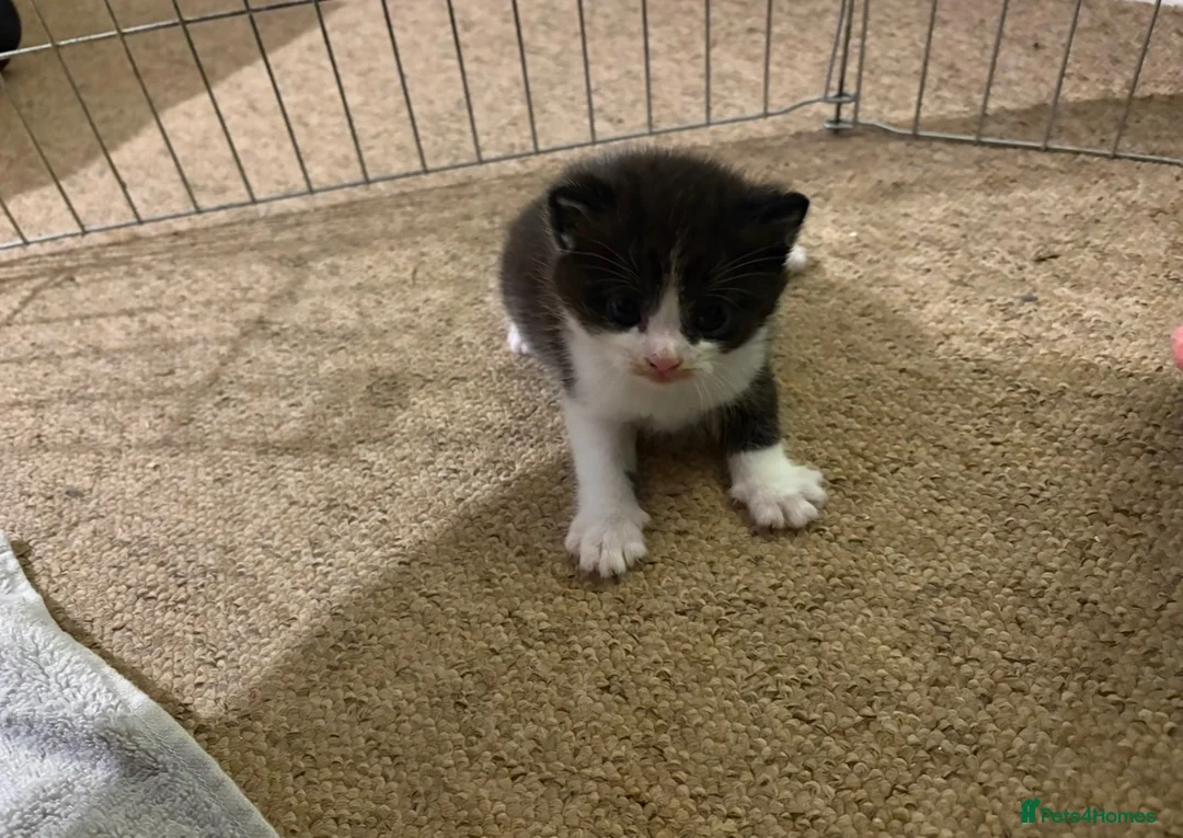 Mixed Breed cats for sale: Kittens for sale  - Advert 2