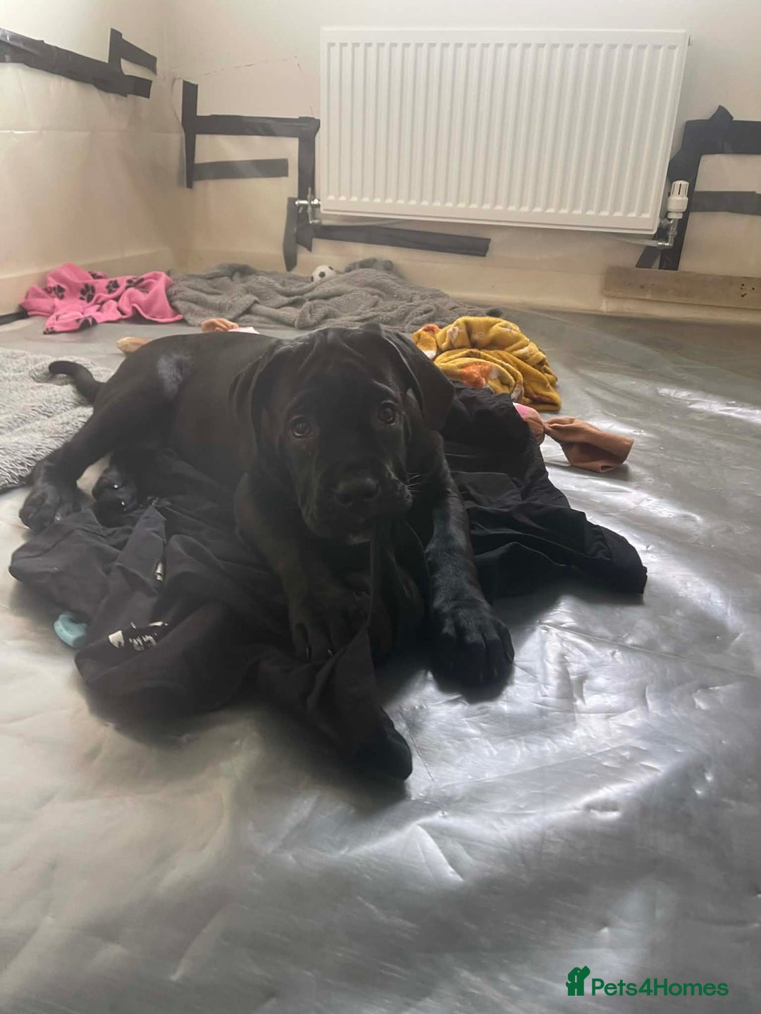 Cane Corso dogs for sale: Cane corso Russian champ bloodline puppies  - Advert 7