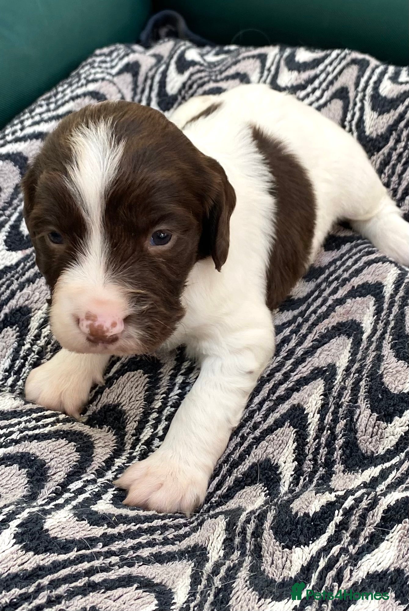English Springer Spaniel dogs Liver & white ESS puppies for sale - Advert 2
