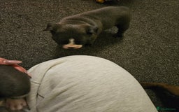 Mixed Breed dogs for sale: Frenchton Pups - Image 22