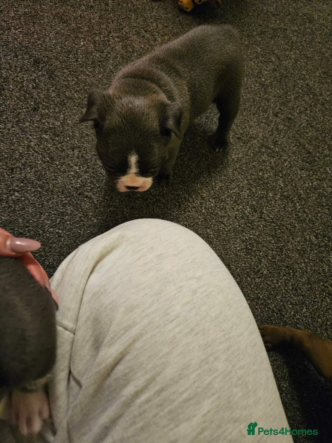 Mixed Breed dogs for sale: Frenchton Pups - Image 22