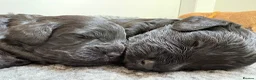 Mixed Breed dogs for sale: Delightful Schnockerpoo Puppies  - Advert 13