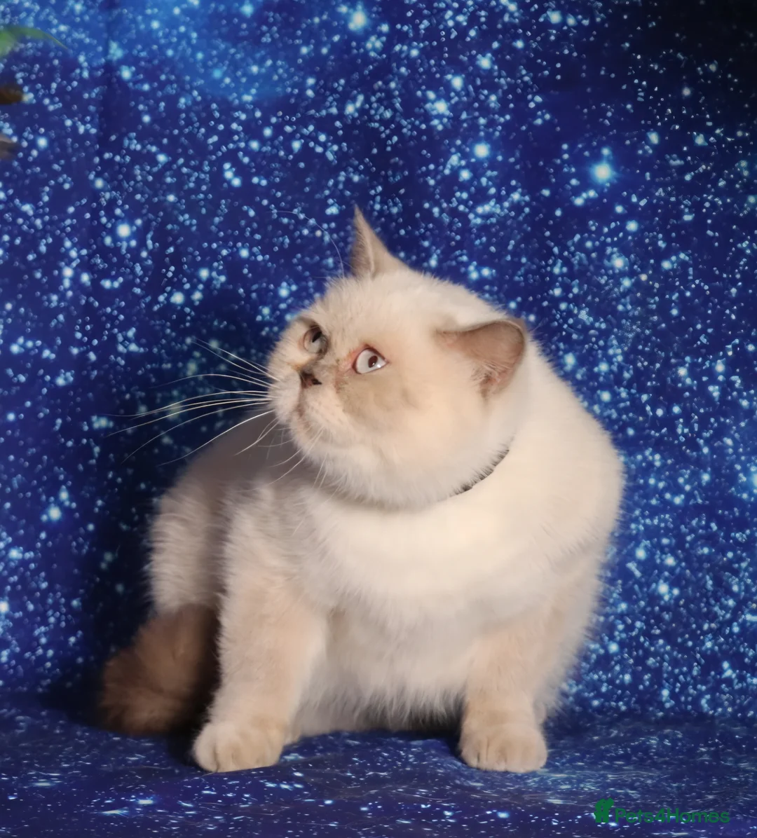 British Shorthair cats for sale: Chocolate colour point retired British Shorthair  - Advert 10