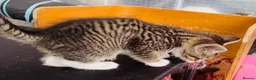Siamese cats for sale: 5 Siamese mix babies  - Advert 8