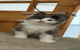 Maine Coon cats for sale: Maine Coon Kittens purebred – Reserve Now - Image 37