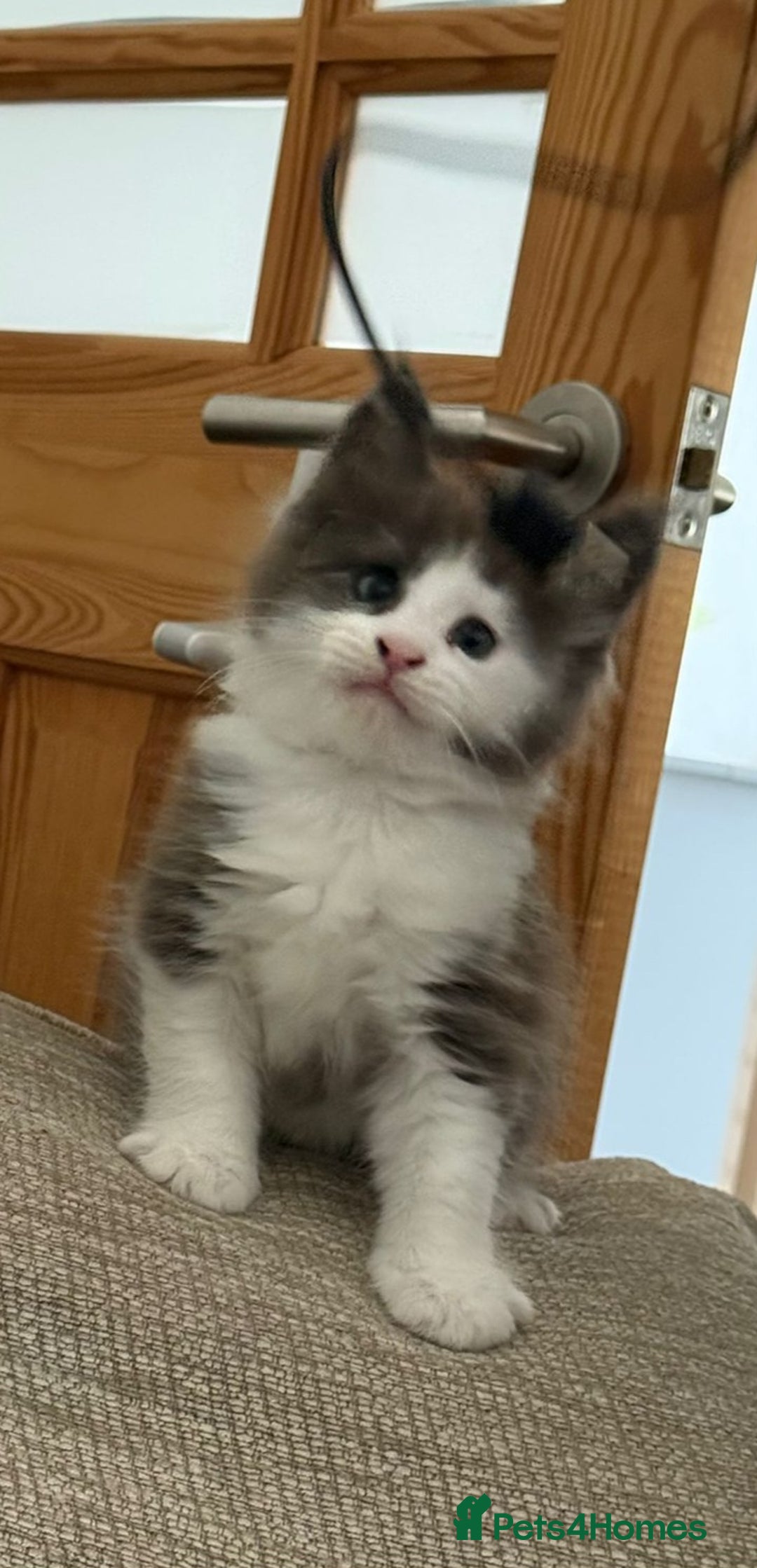 Maine Coon cats for sale: Maine Coon Kittens purebred – Reserve Now - Image 37