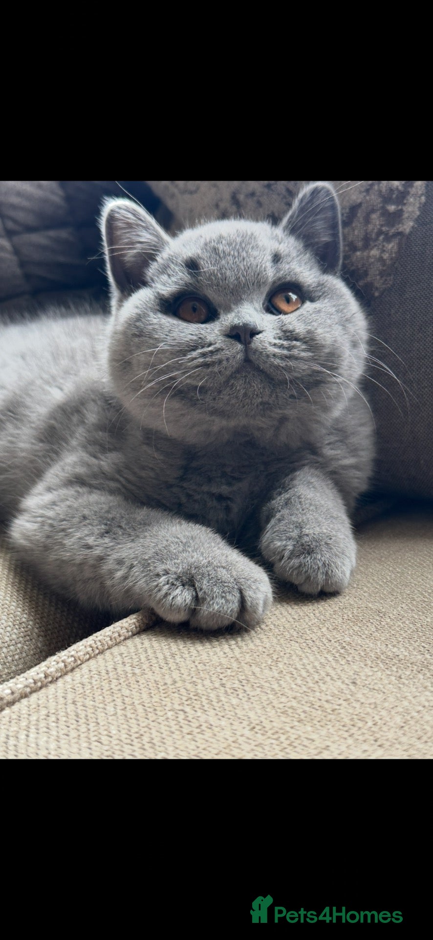 British Shorthair cats Two Remaining!  - Advert 1