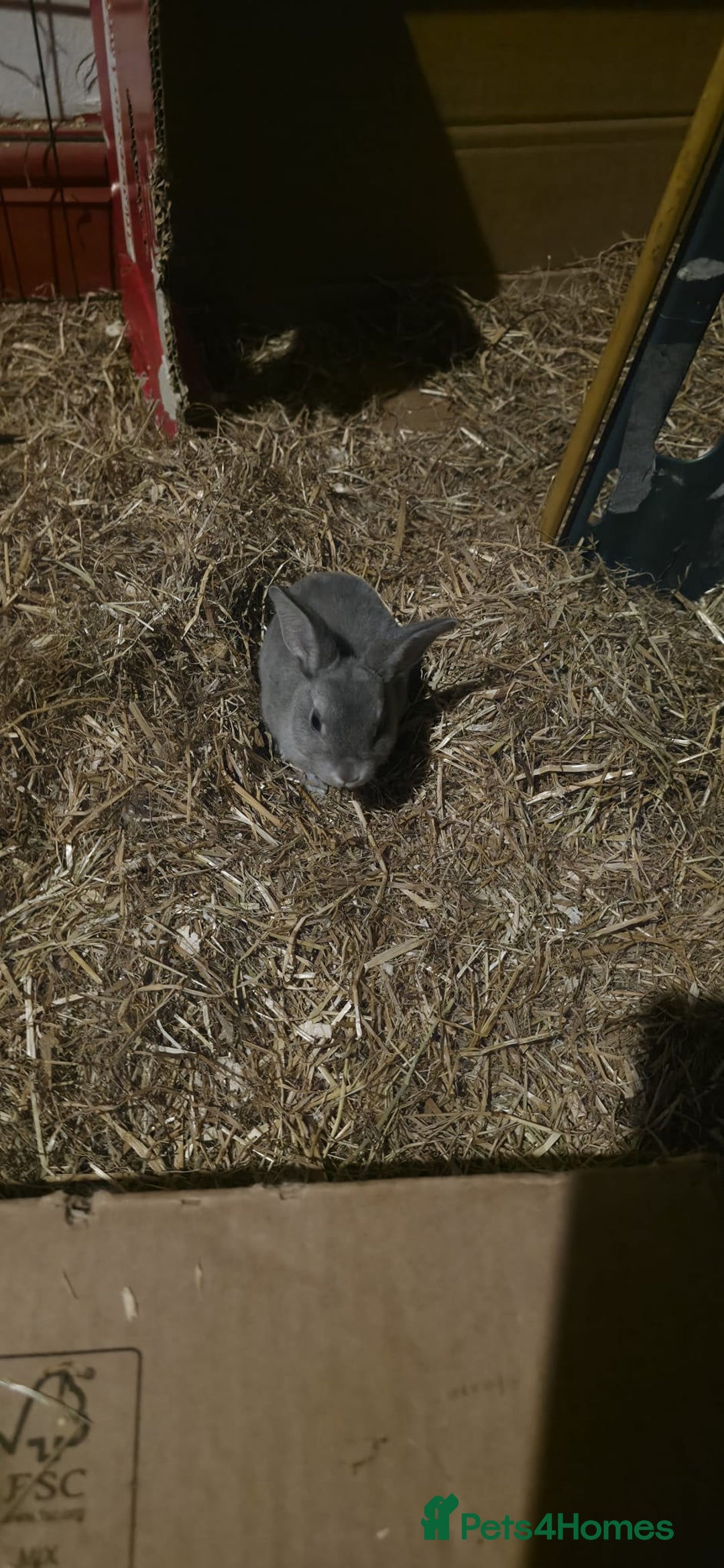Rex rabbits for sale: Opal rex - Image 5
