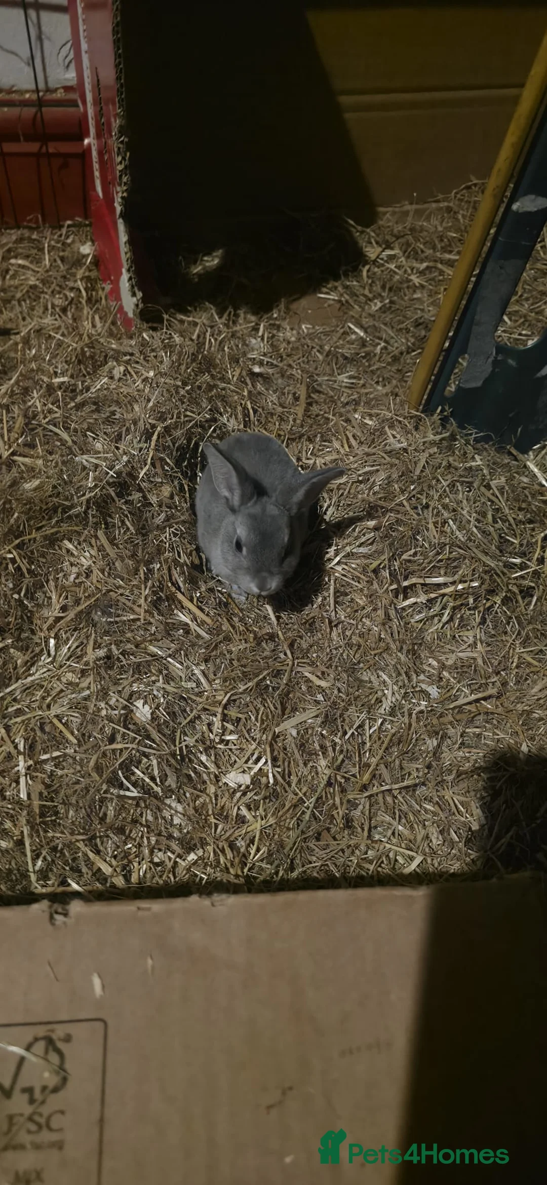 Rex rabbits for sale: Opal rex - Advert 7