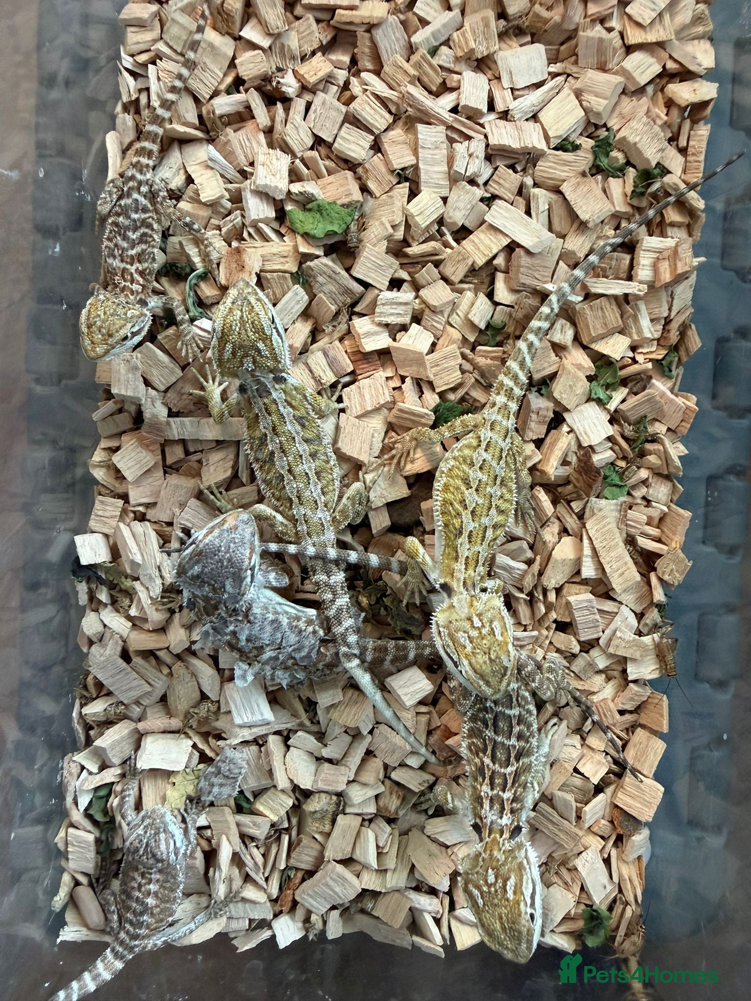 Bearded Dragon reptiles Breaded dragons  - Advert 9