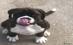 Boxer dogs for sale: Brindle/white boxer girl  - Image 10