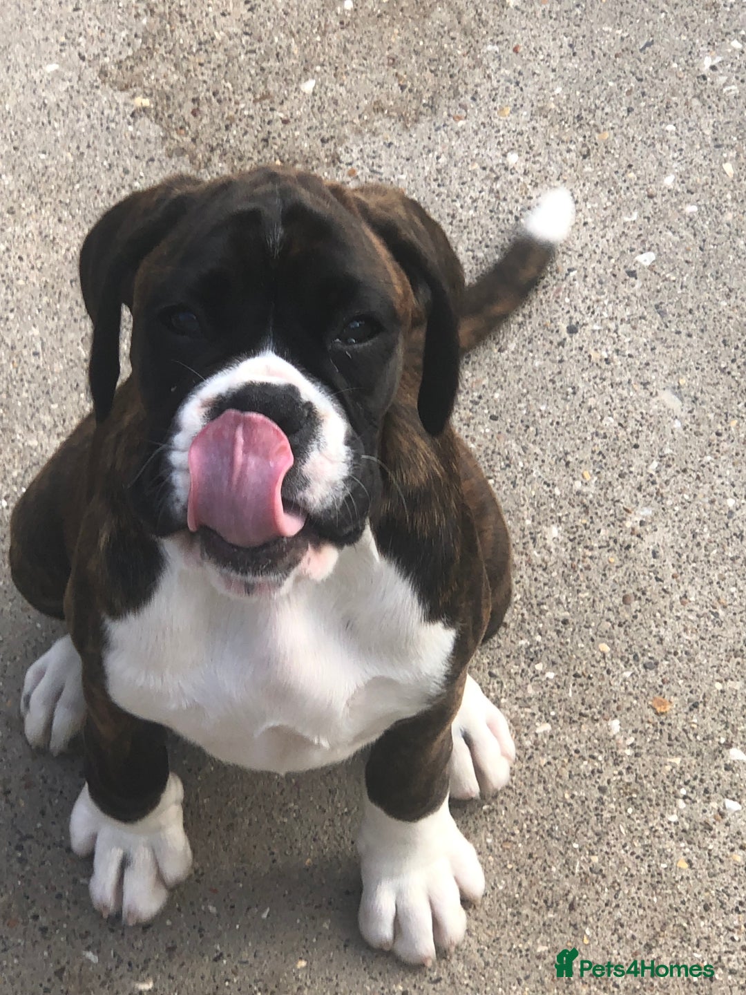 Boxer dogs for sale: Brindle/white boxer girl  - Image 10
