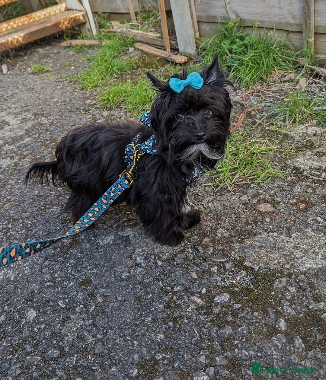 Yorkshire Terrier dogs for stud: Black Yorkshire Terrier Stud - Image 3