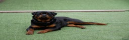 Rottweiler dogs for stud: BEAUTIFUL OLD TYPE BIG BONED ROTTIE! For stud in Mansfield - Advert 39