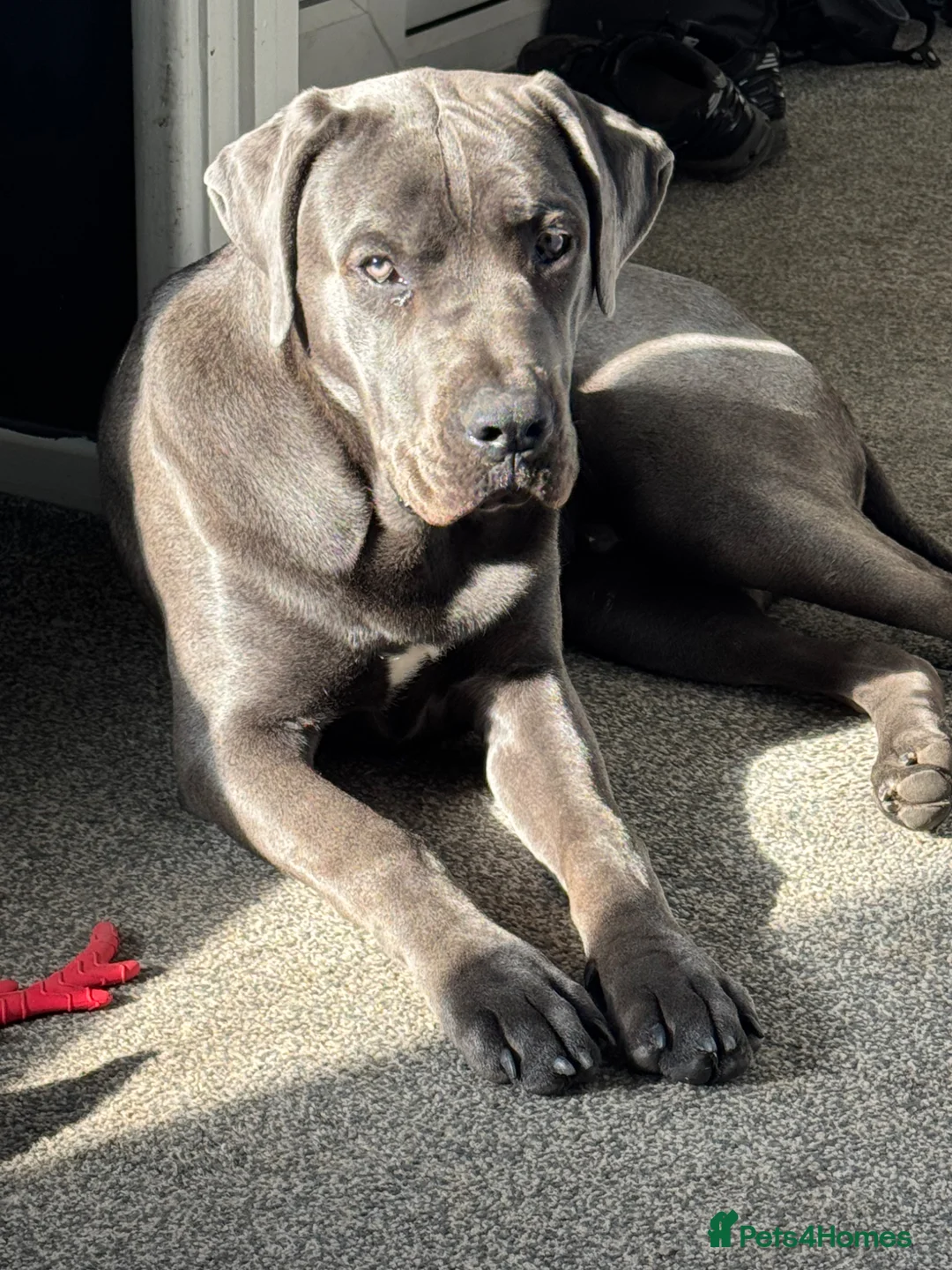 Cane Corso dogs for sale: Male 8 month old Cane Corso - Ghost - Advert 1