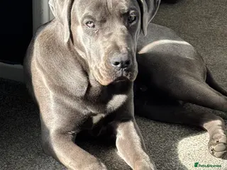 Cane Corso dogs Male 8 month old Cane Corso - Ghost - Advert 16