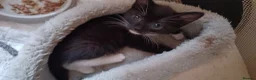 Mixed Breed cats for sale: 5 kittys  - Advert 3