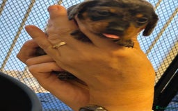 Miniature Dachshund dogs for sale: Six beautiful miniature Dachshunds - Image 15