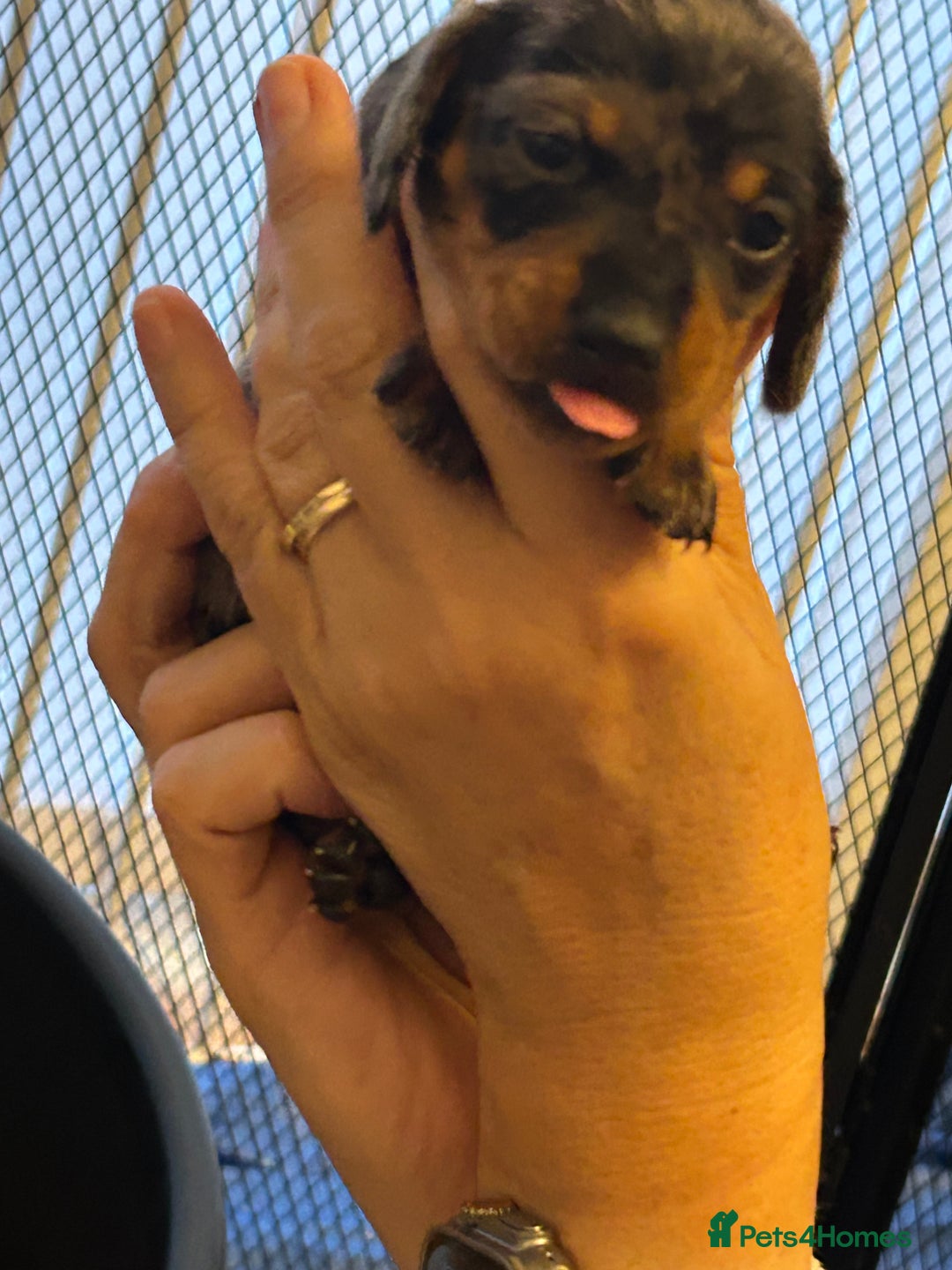 Miniature Dachshund dogs for sale: Six beautiful miniature Dachshunds - Image 15