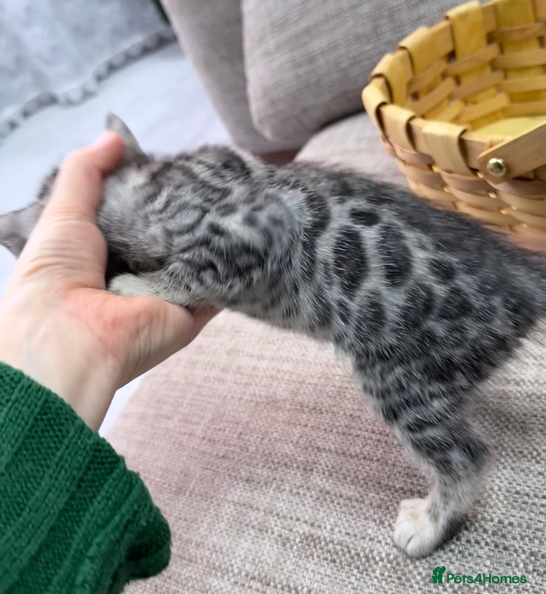 Bengal cats for sale: kittens - Advert 7