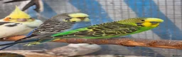 Budgerigars birds for sale: Silly hand tamed baby budgies for sale  - Advert 15