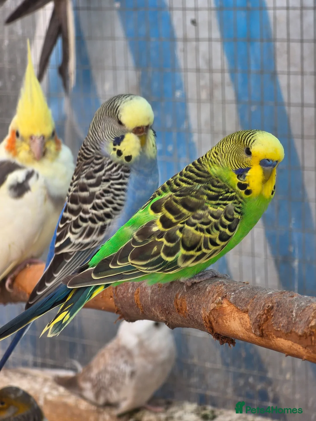 Budgerigars birds for sale: Silly hand tamed baby budgies for sale  - Advert 15