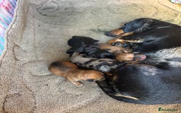 Mixed Breed dogs for sale: Dorkie puppies  - Image 10