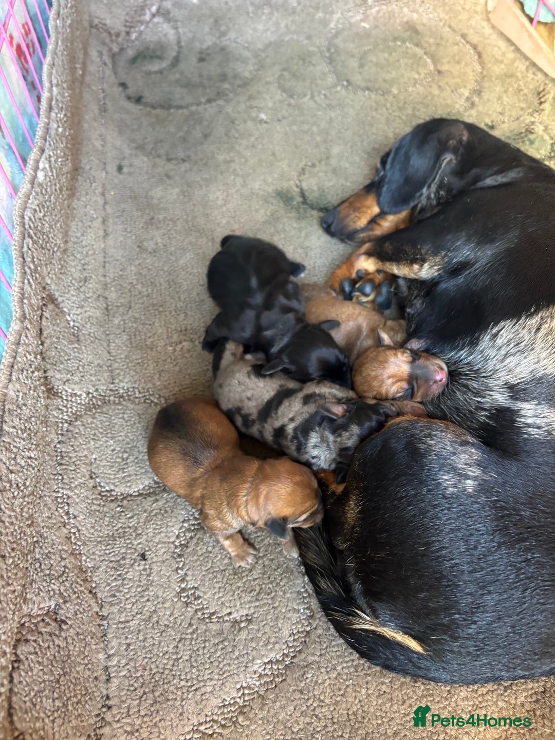 Mixed Breed dogs for sale: Dorkie puppies  - Image 10