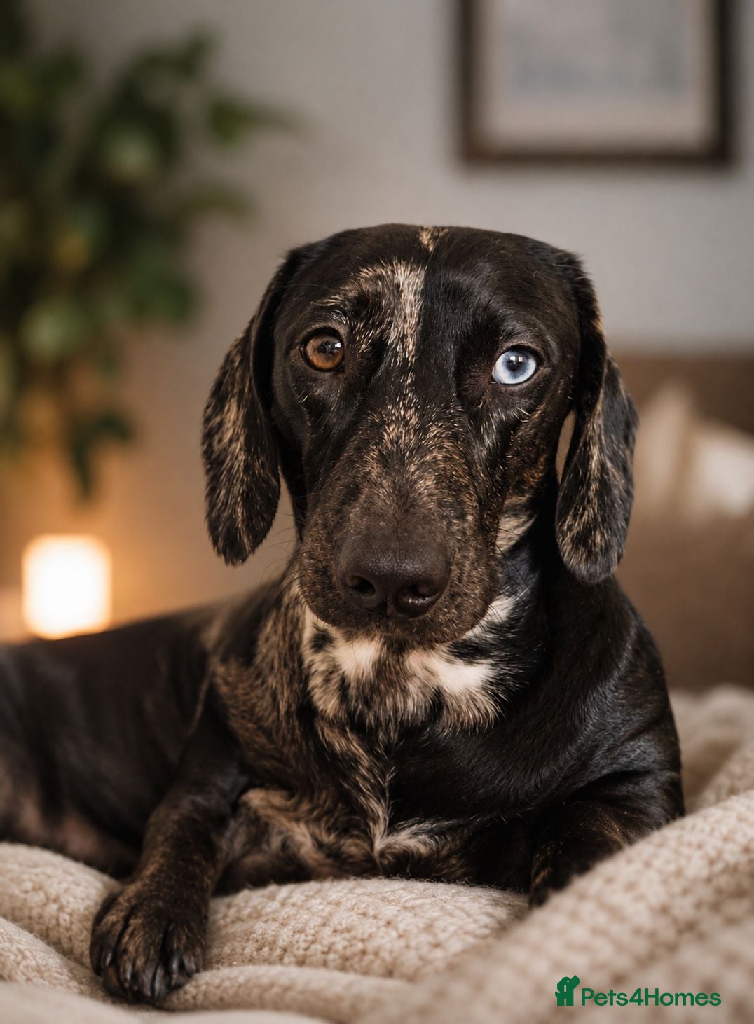 Dachshund dogs Stunning Standard Dachshund Male - Advert 5