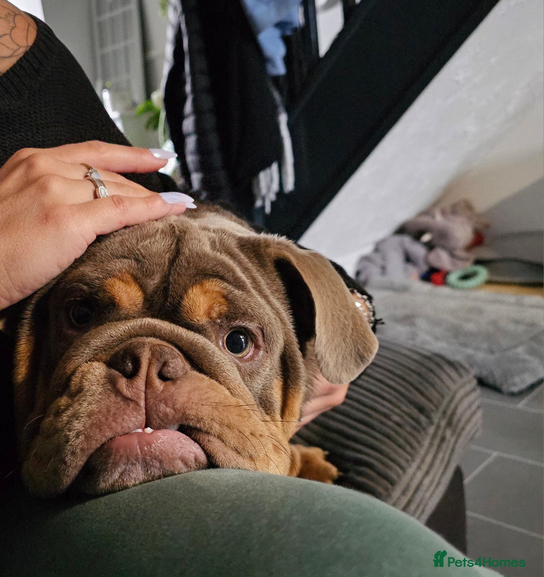 English Bulldog dogs for sale: Handsome House Trained English Bulldog for Sale - Image 6