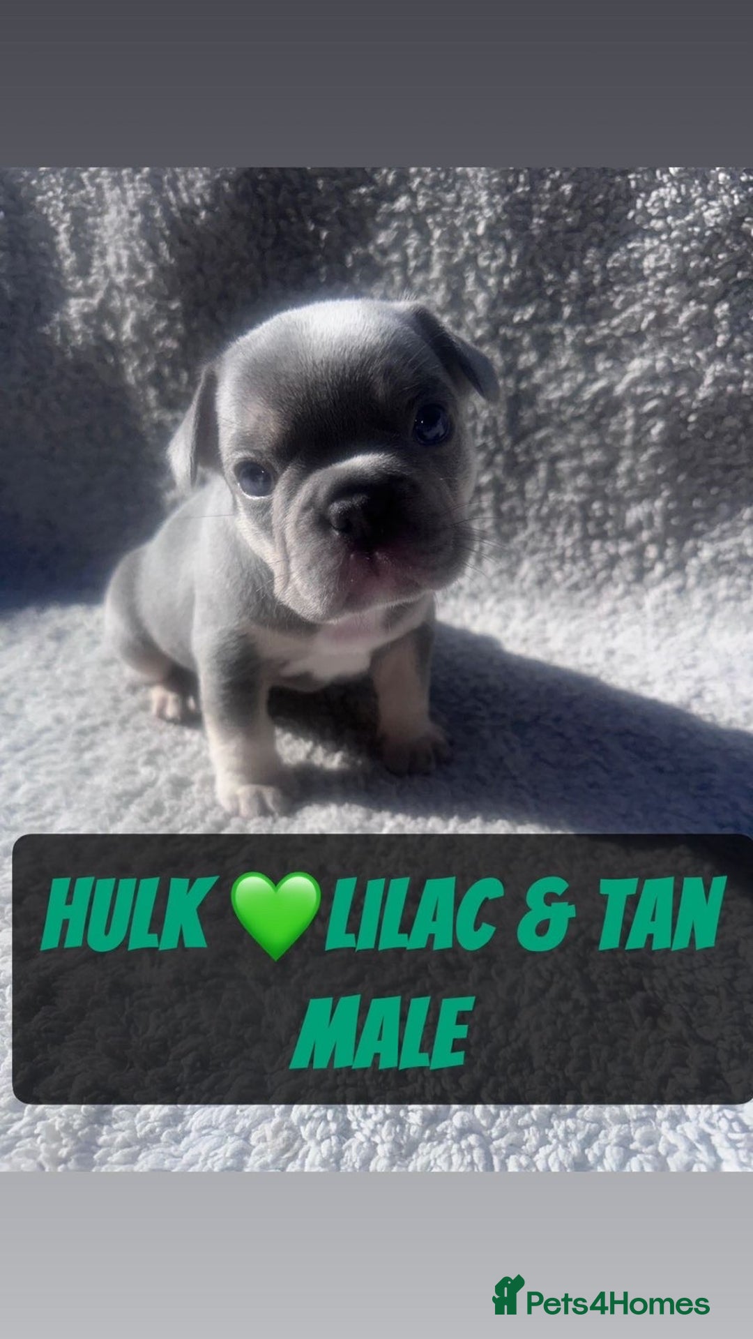 French Bulldog dogs for sale: French bulldog puppies for sale  - Image 10