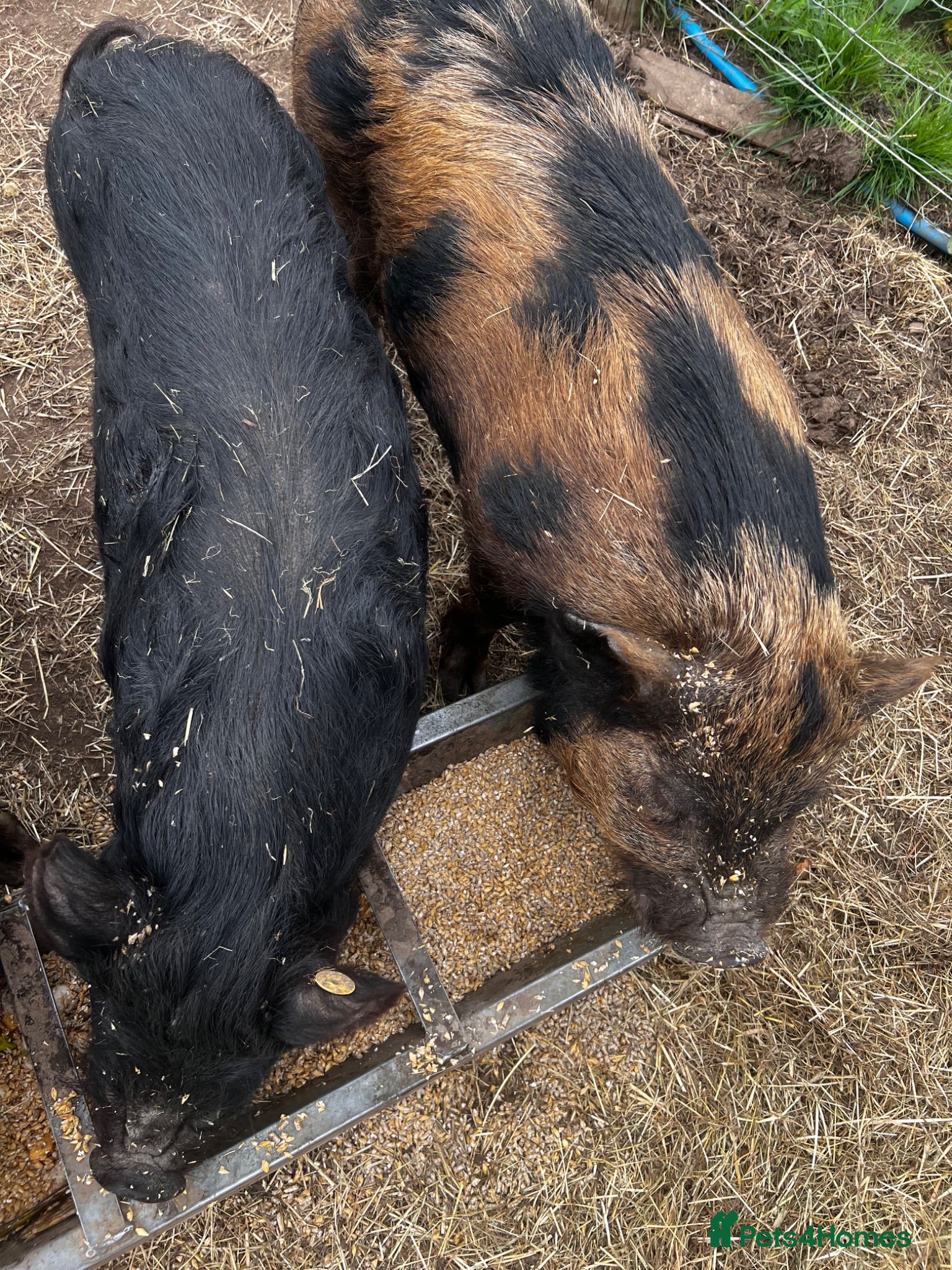 Pig livestock Intact Kune Kune/Juliana boars - Advert 1