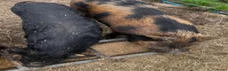Pig livestock for sale: Intact Kune Kune/Juliana boars - Advert 12