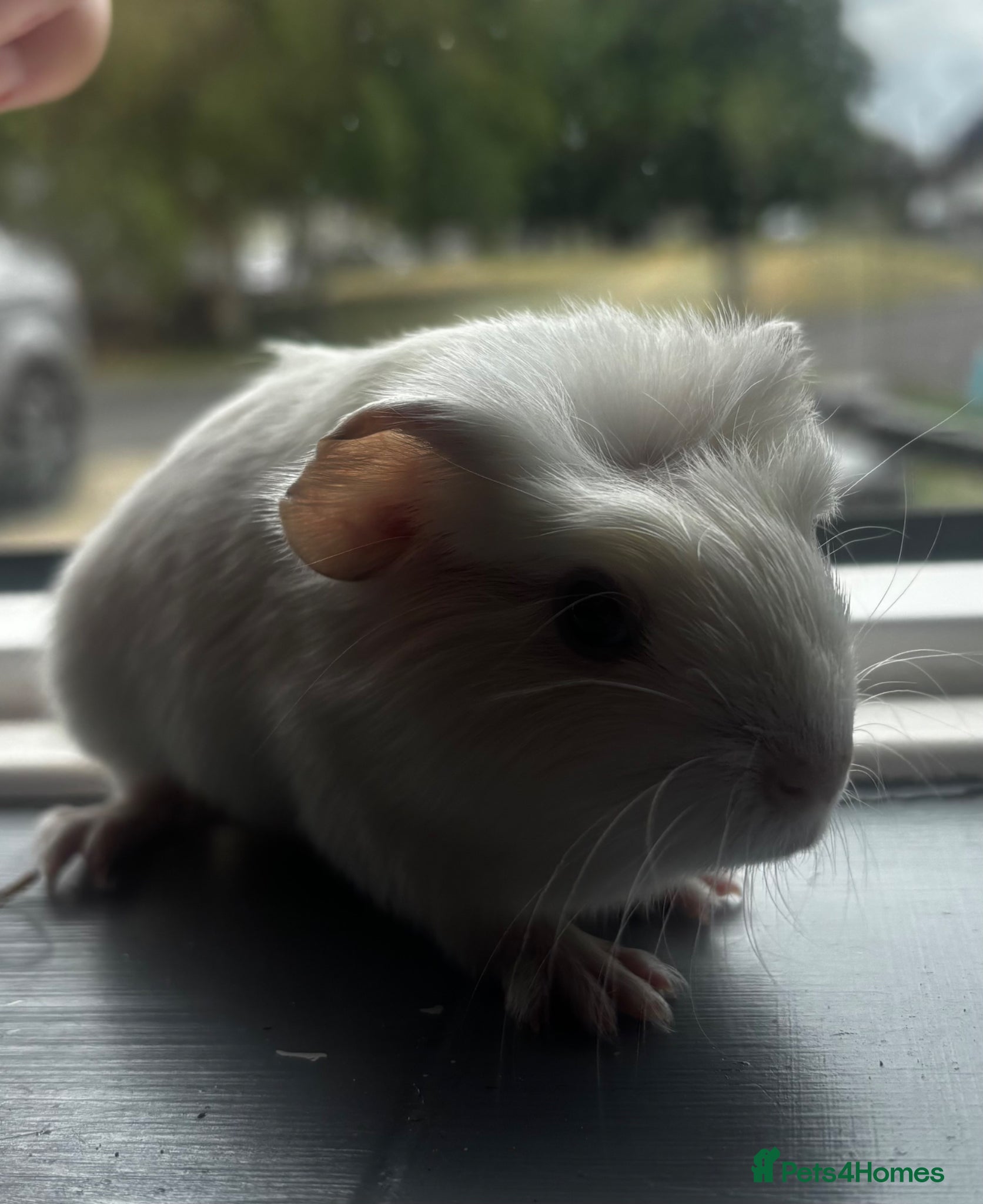 Guinea Pig rodents 2 beautiful girls ready 2 reserve  - Advert 23