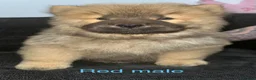 Chow Chow dogs for sale: Beautiful Chow Chow puppy - Advert 20