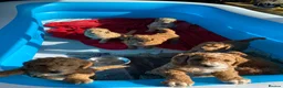 Mixed Breed dogs for sale: Red Australian labradoodle  in Caerphilly - Advert 14
