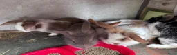 Mini Lion Lop rabbits for sale: 5 Beautiful Mini Lionhead Lops £50 Each. - Advert 4