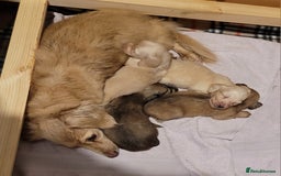 Miniature Dachshund dogs for sale: Beautiful cream KC mini long haired dachshunds  - Image 7