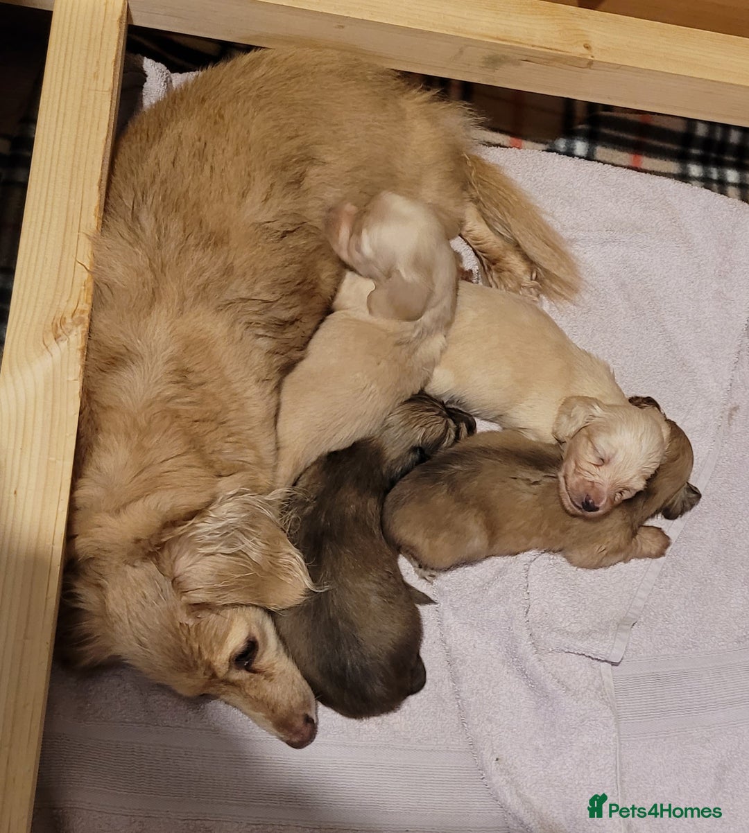 Miniature Dachshund dogs for sale: Beautiful cream KC mini long haired dachshunds  - Image 7