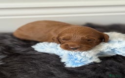 Cavapoo dogs for sale: Beautiful F1b Cavapoo's 🧬 DNA Tested Parents - Image 9