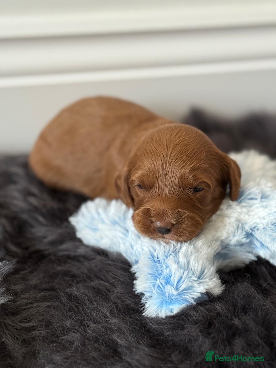 Cavapoo dogs for sale: Beautiful F1b Cavapoo's 🧬 DNA Tested Parents - Image 9