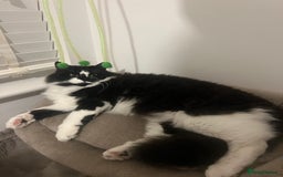 Ragdoll cats for sale: Mimi ragdoll cross  - Advert 1