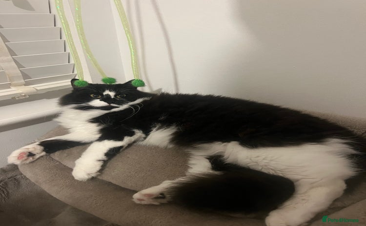 Ragdoll cats Mimi ragdoll cross  - Advert 1