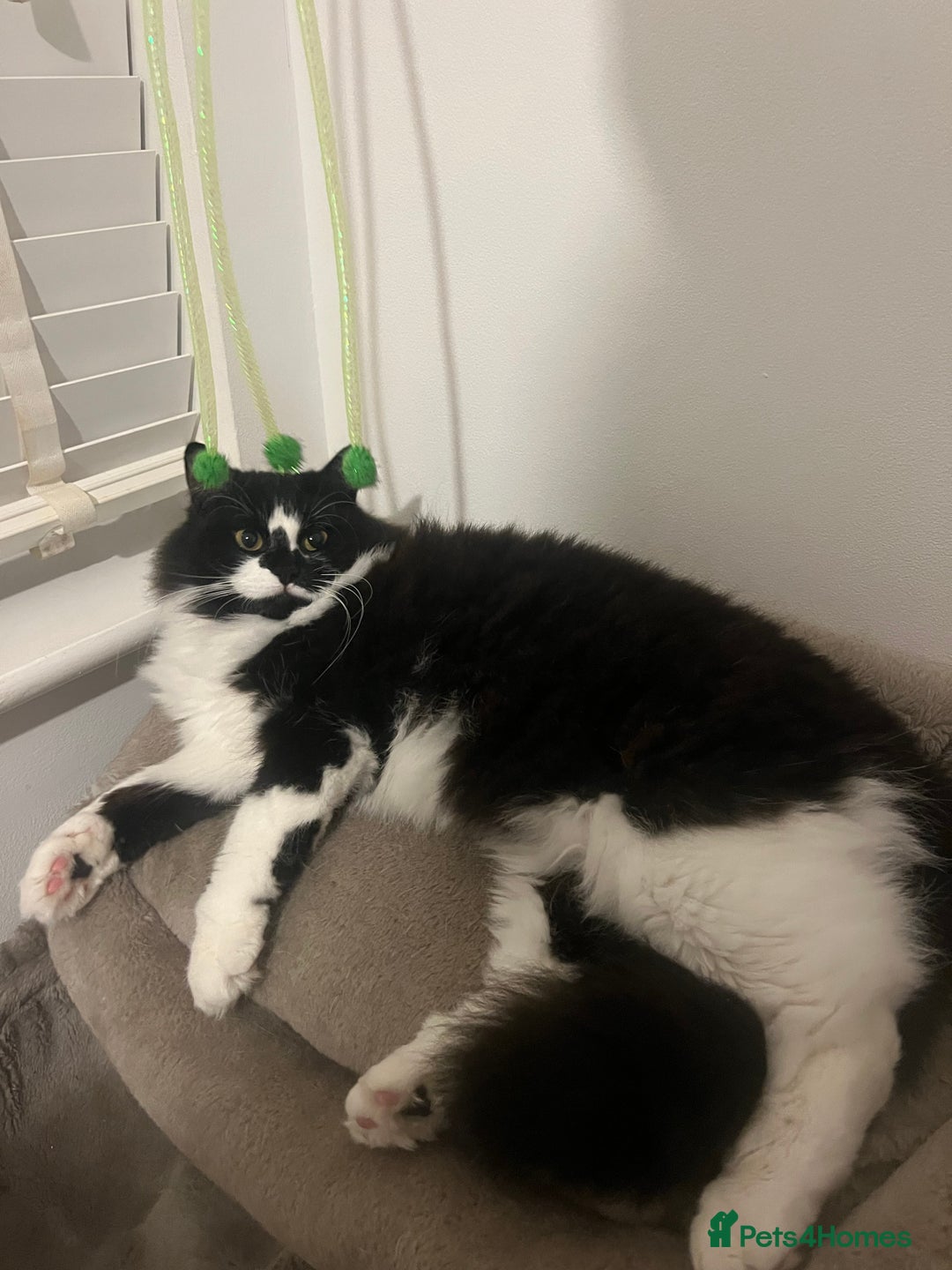 Ragdoll cats for sale: Mimi ragdoll cross  - Advert 1