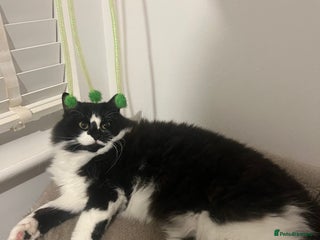 Ragdoll cats for sale: Mimi ragdoll cross - Advert 1