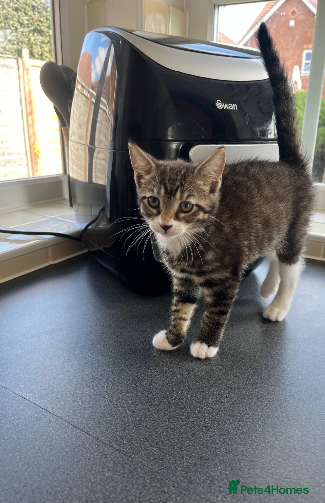 Mixed Breed cats for sale: 1 x Beautiful Female Kitten left Ready Now - Image 5