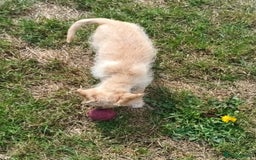 Jackapoo dogs for sale: Golden Male Jack-A-Poo Puppy - Image 2