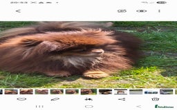 Pomeranian dogs for sale: Russian pomeranian  - Image 2