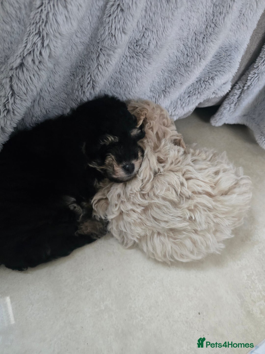 Cockapoo dogs for sale: Gorgeous cockerpoo puppies - Advert 21